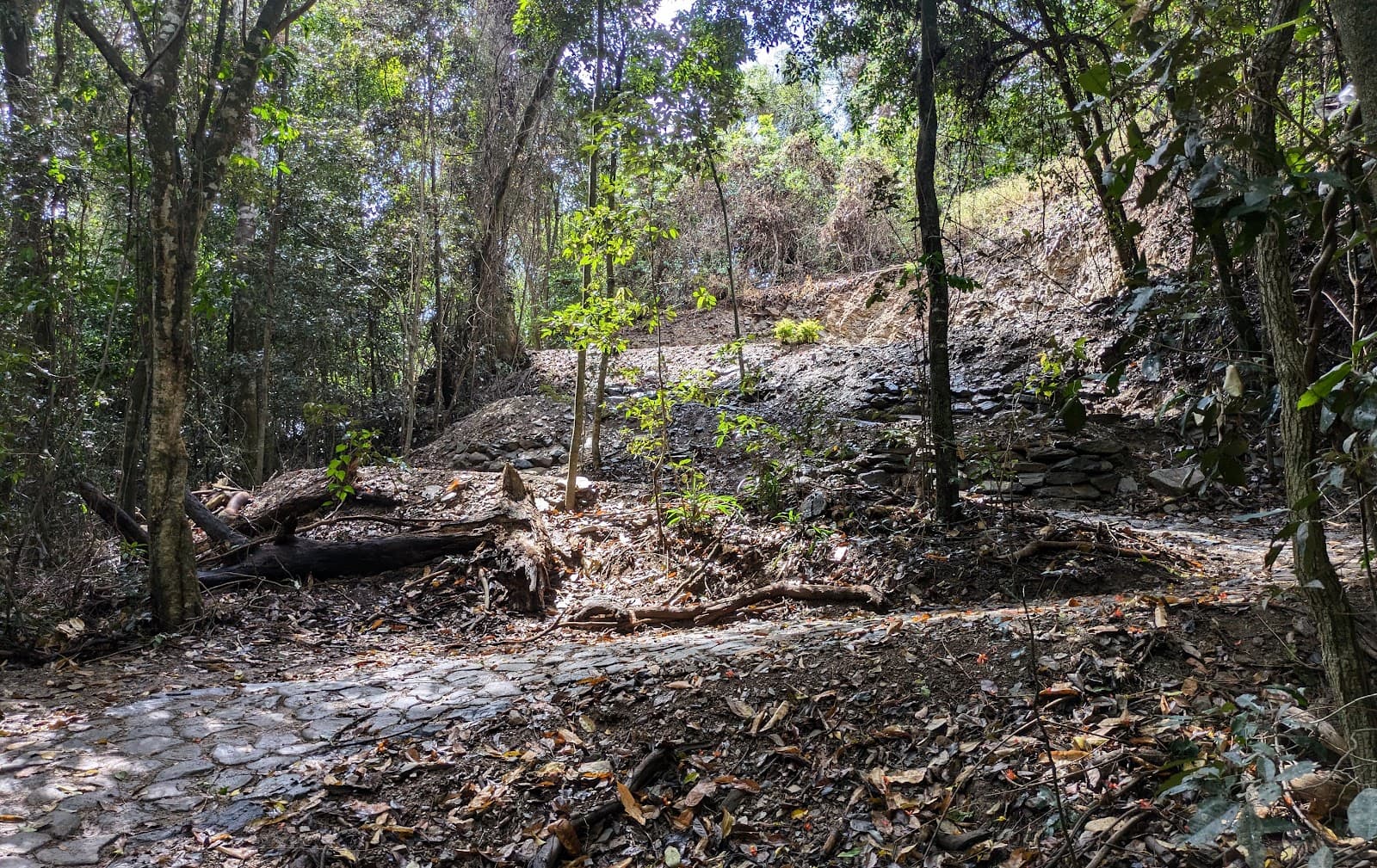 Wangetti Trail (Palm Cove - Ellis Beach)) — Clifton Beach, Cairns