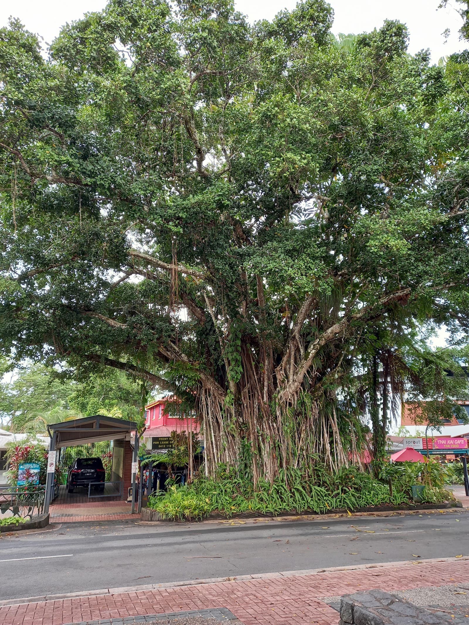 Kuranda Rainforest Tours — Kuranda, Cairns