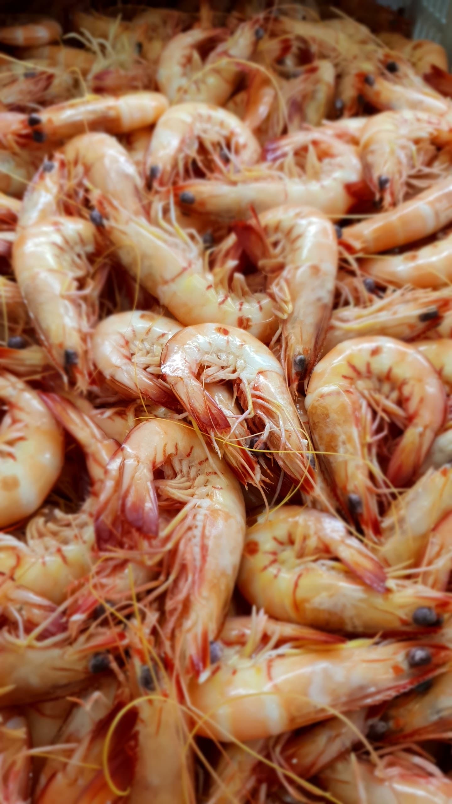 Cairns Little Seafood Market — Cairns North, Cairns