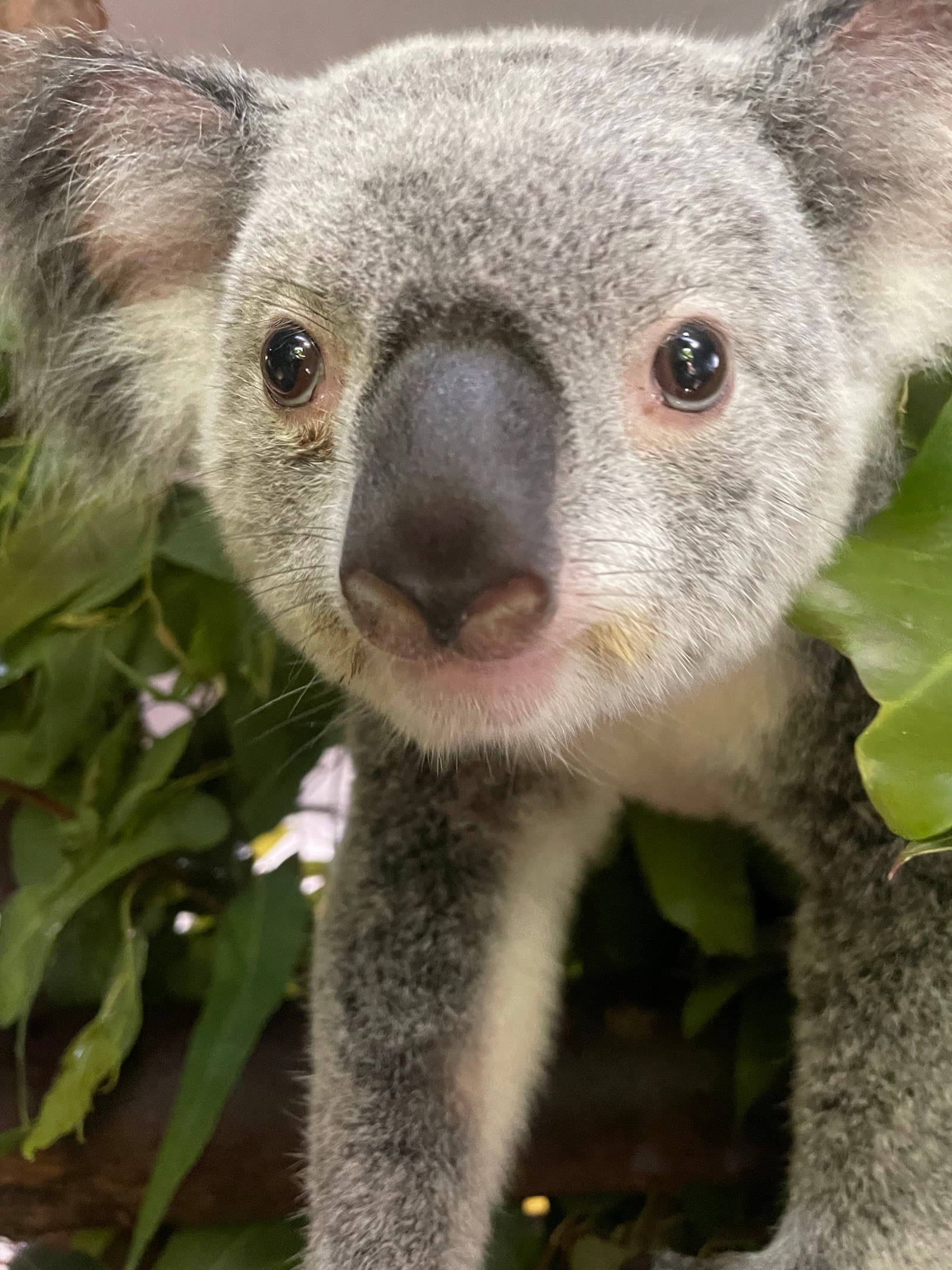 Cairns Koalas & Creatures — Smithfield, Cairns