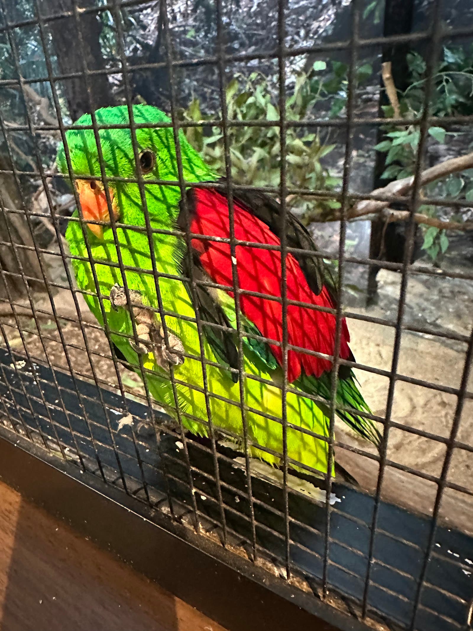 Cairns Koalas & Creatures — Smithfield, Cairns