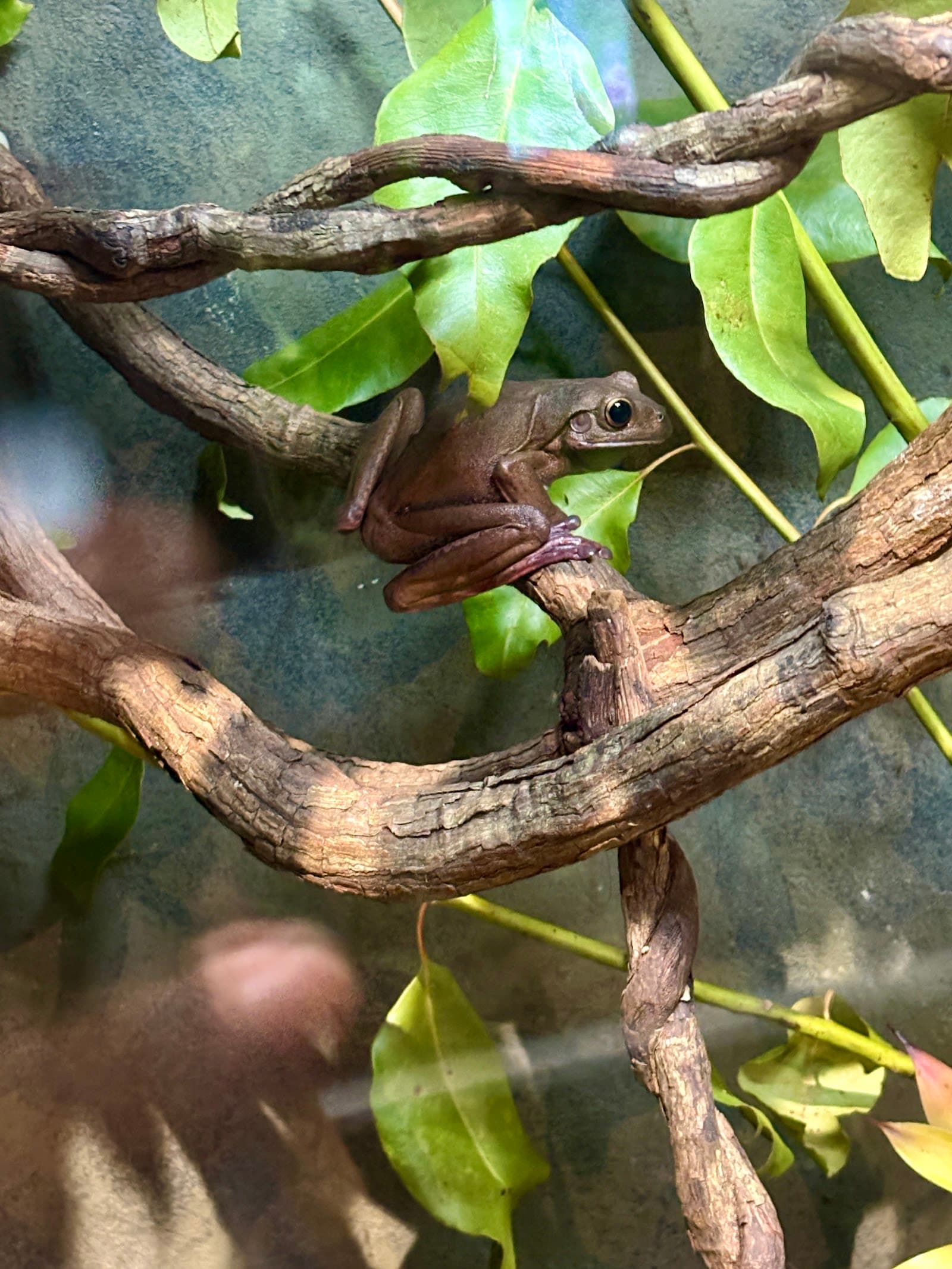 Cairns Koalas & Creatures — Smithfield, Cairns
