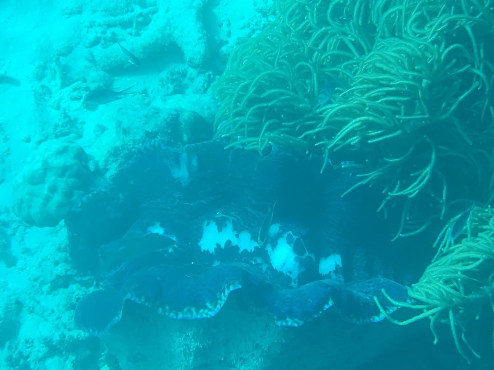 Great Adventures Reef and Green Island Cruises — Smithfield, Cairns