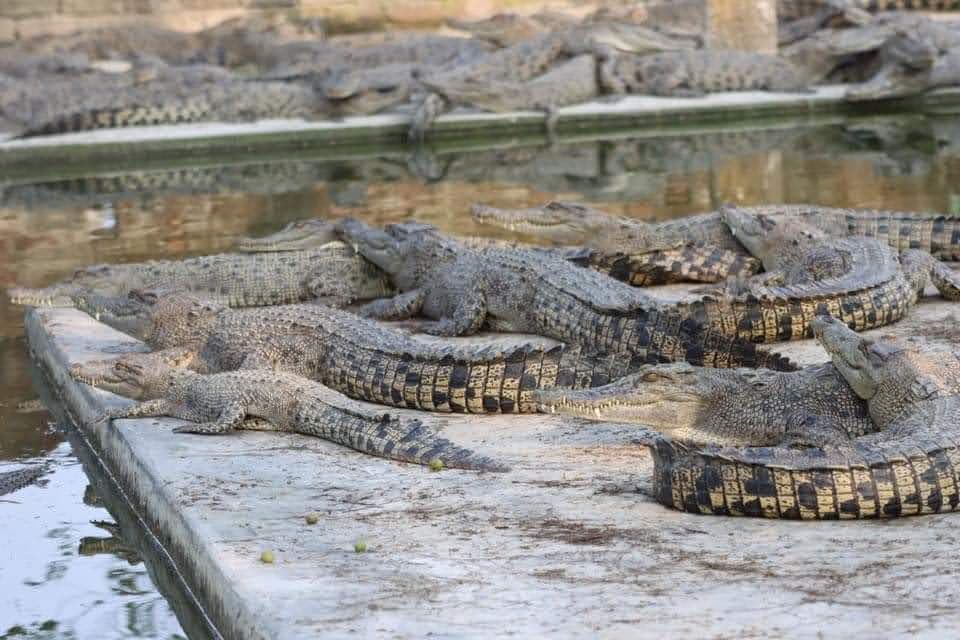 Crocodile Park — Smithfield, Cairns