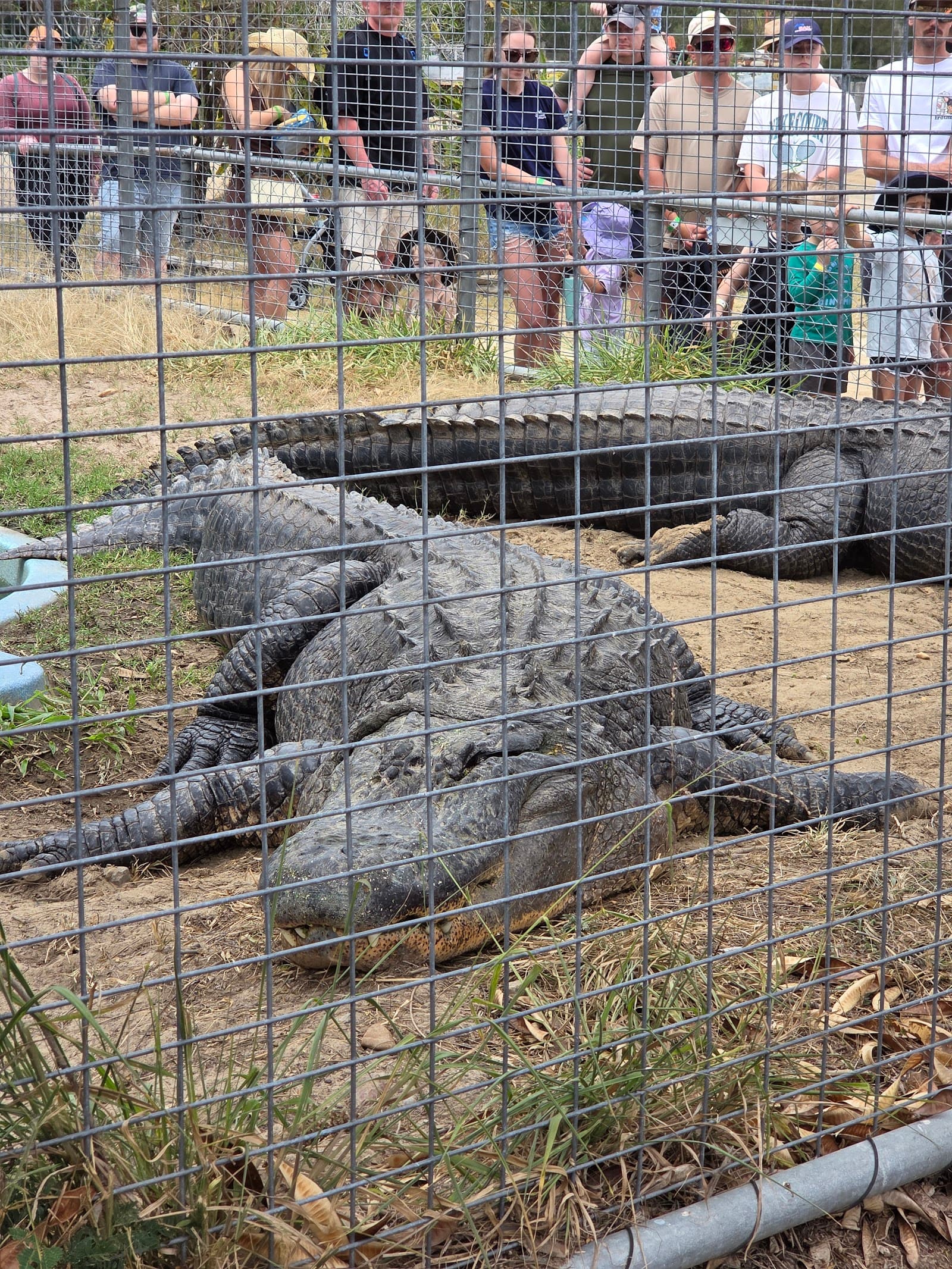Crocodile Park — Smithfield, Cairns