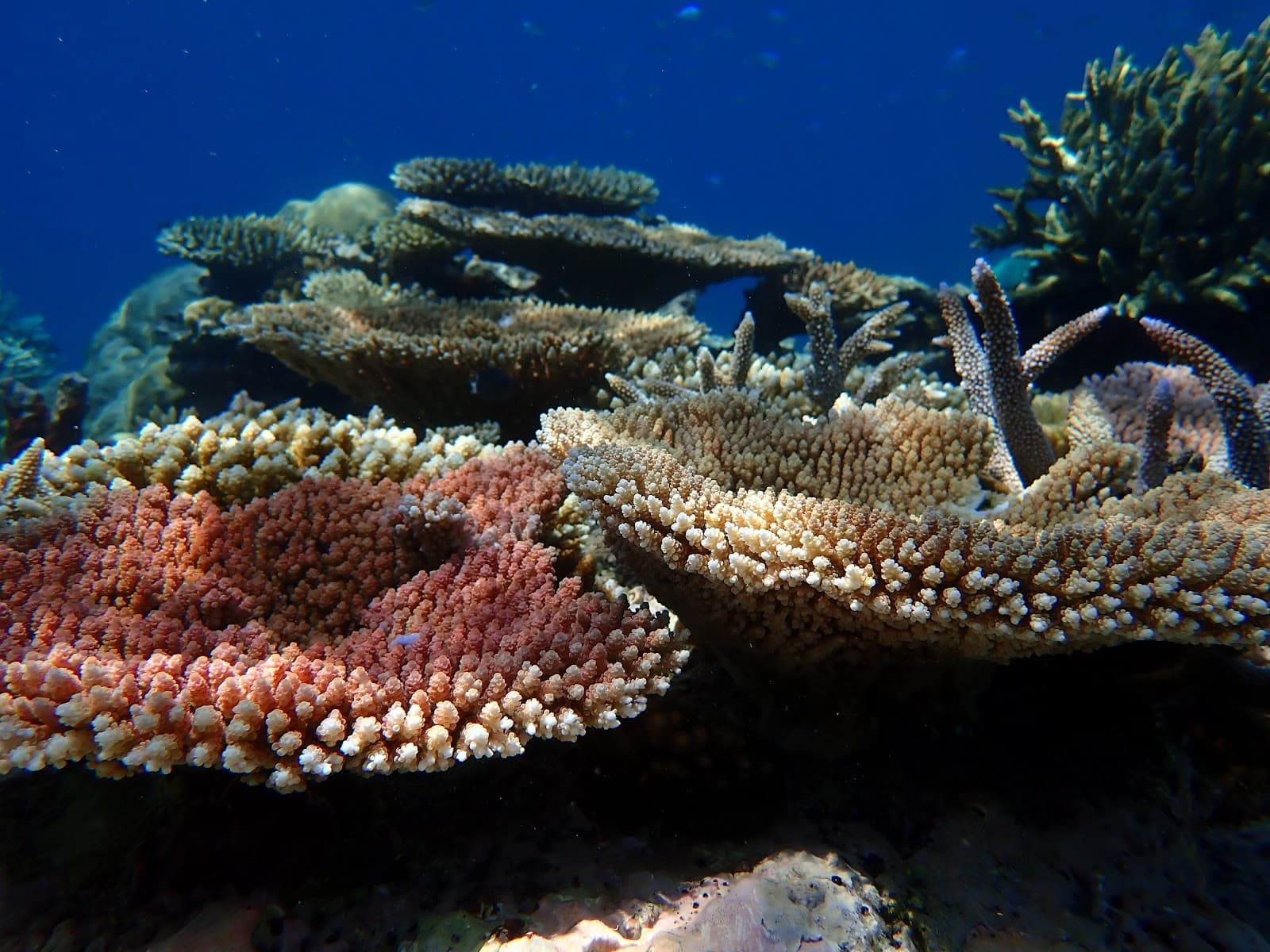 Wavelength Reef Cruises — Port Douglas, Cairns