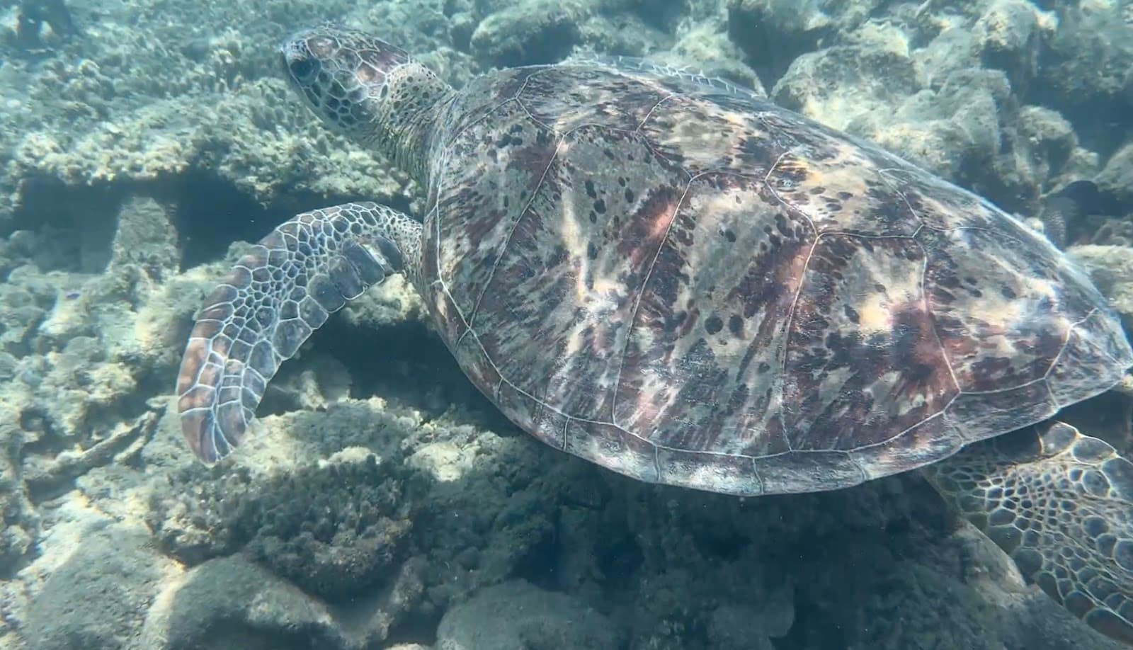 Reef Sprinter — Port Douglas, Cairns
