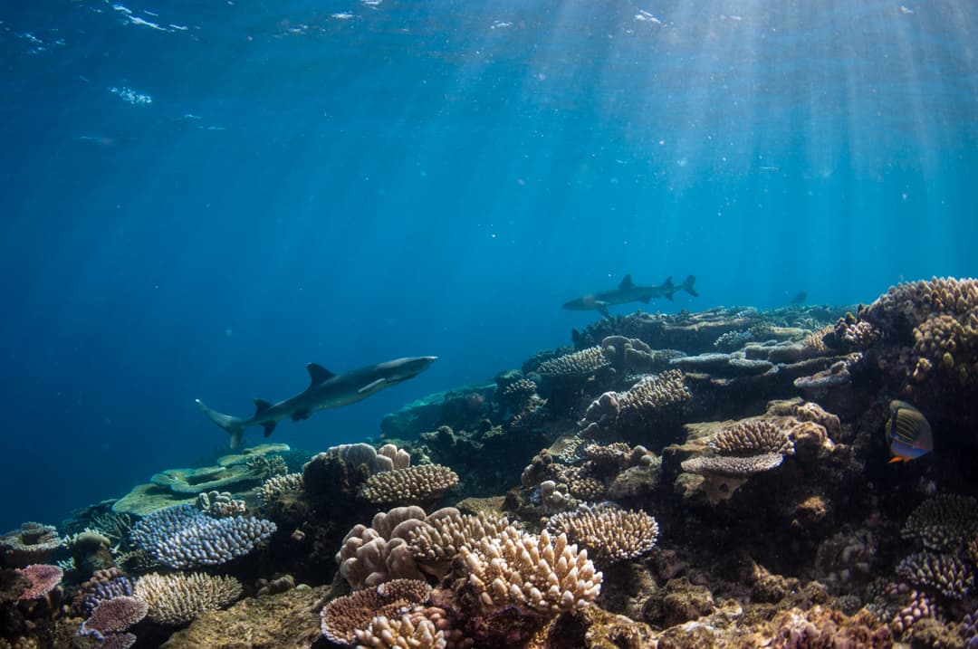 ABC Reef Safaris — Port Douglas, Cairns