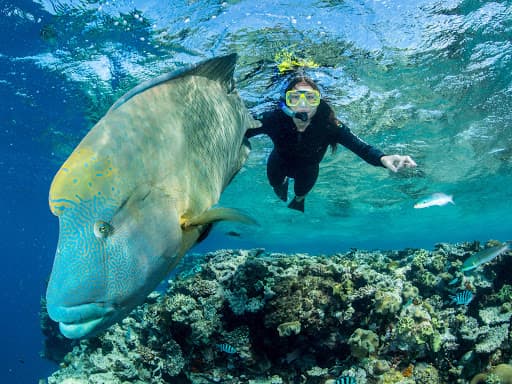 ABC Reef Safaris — Port Douglas, Cairns