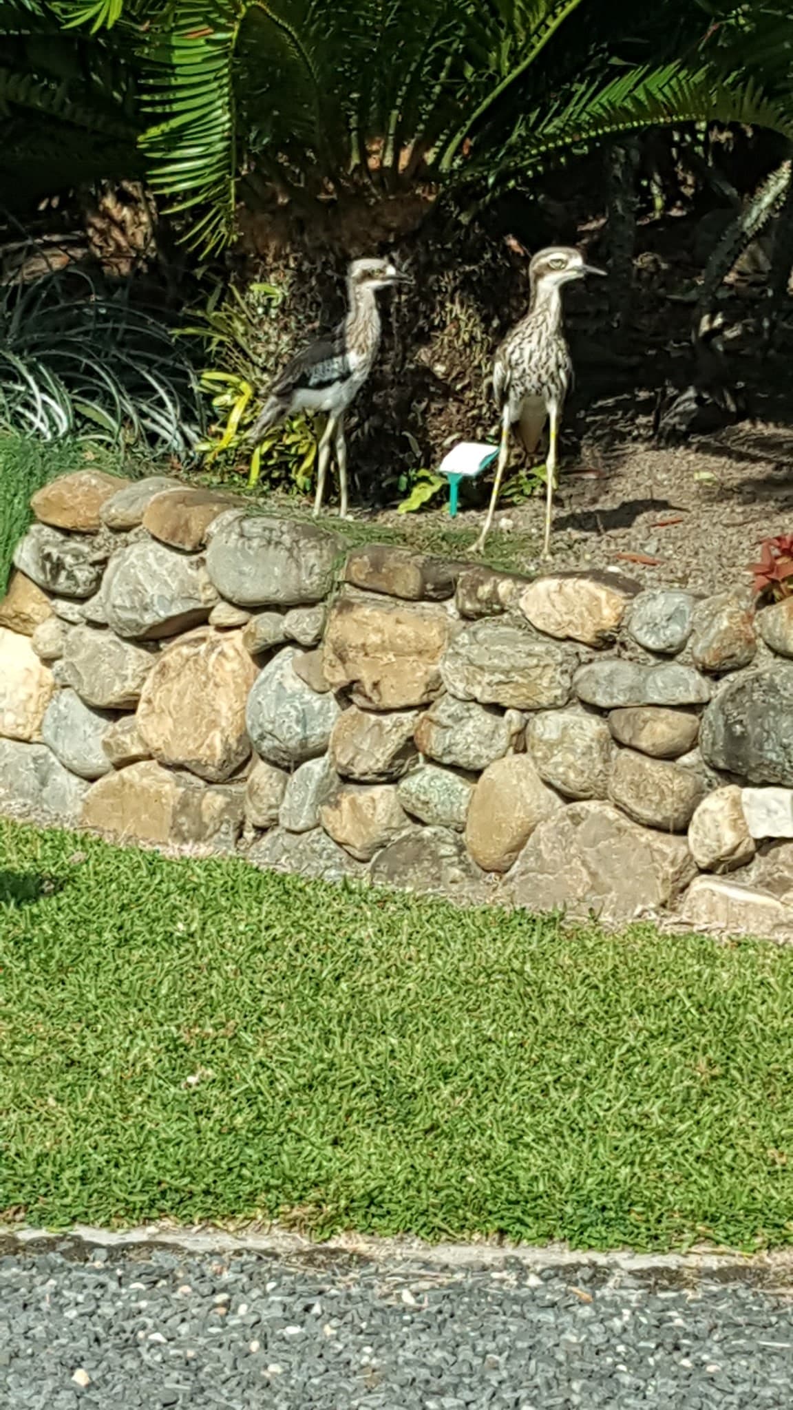 Kookaburra Park Kewarra Beach — Trinity Beach, Cairns