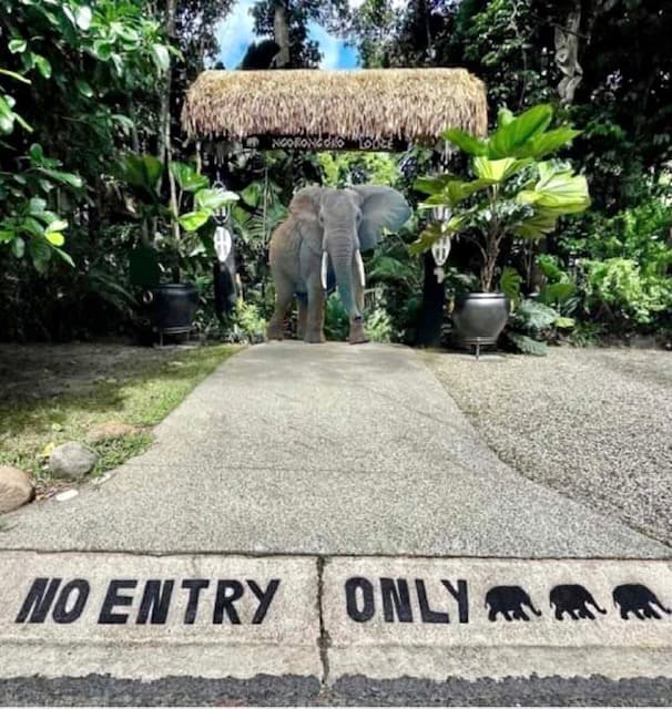 Kuranda Ngorongoro Lodge — Kuranda, Cairns