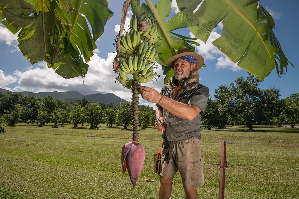Daintree Ice Cream Company