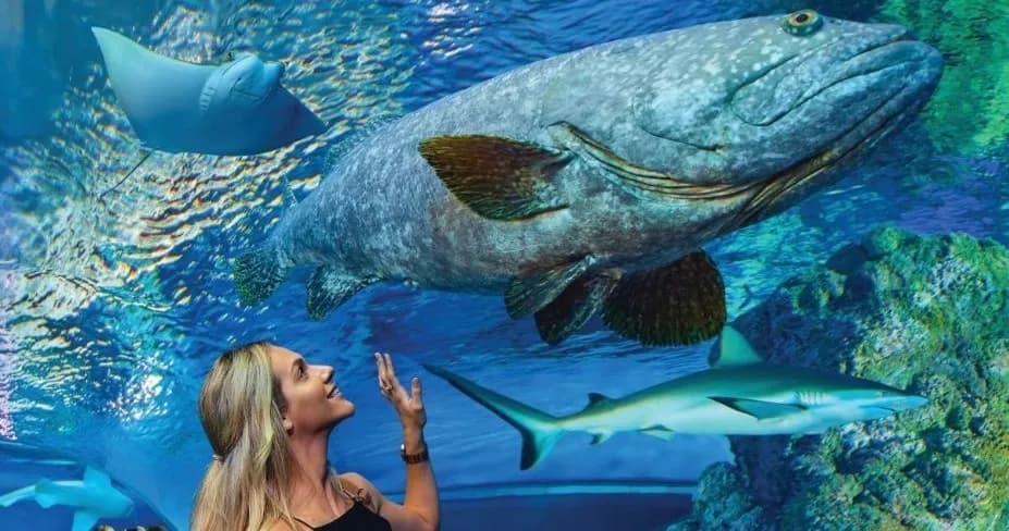 Cairns Aquarium