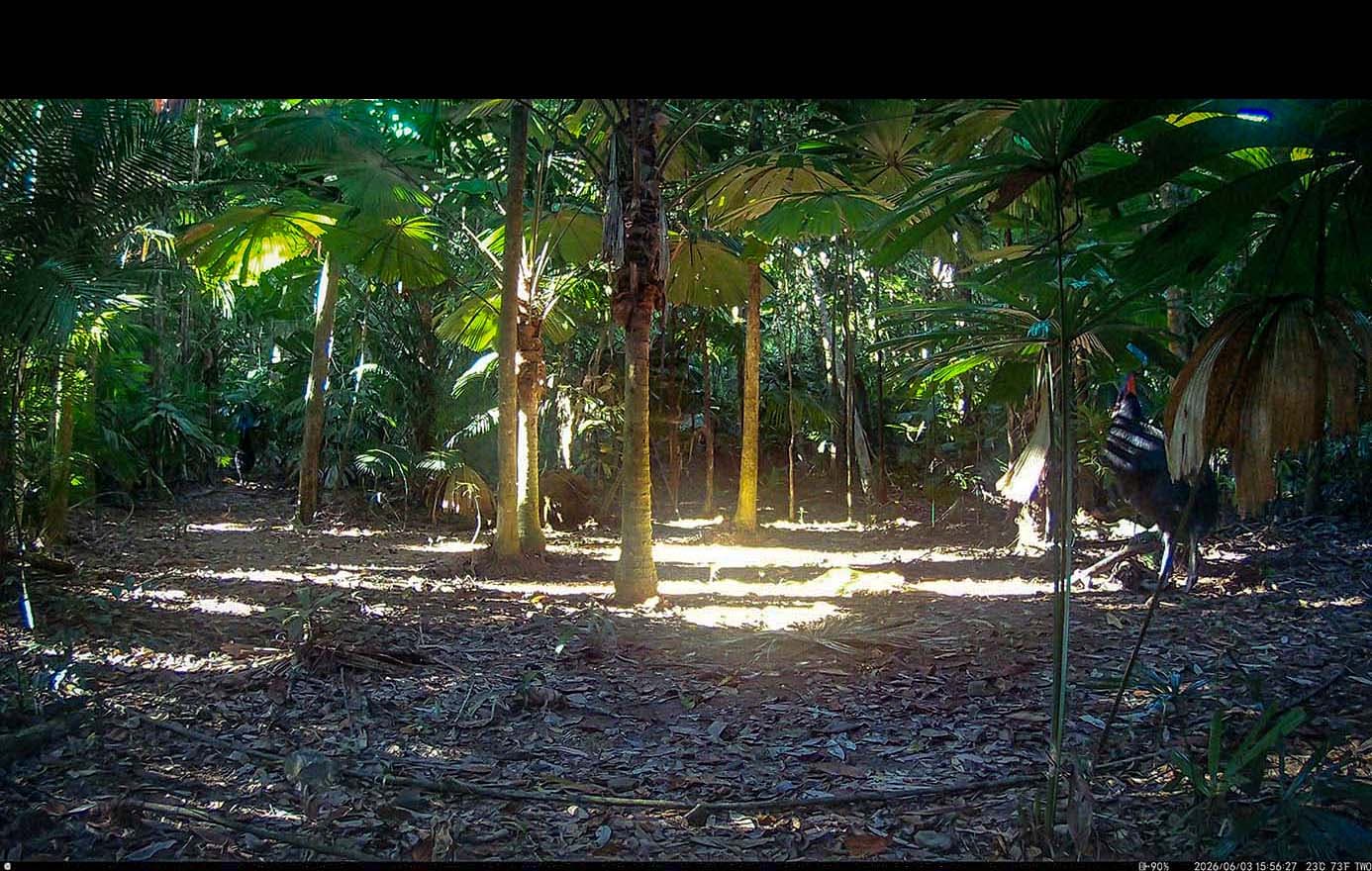 Daintree Rainforest