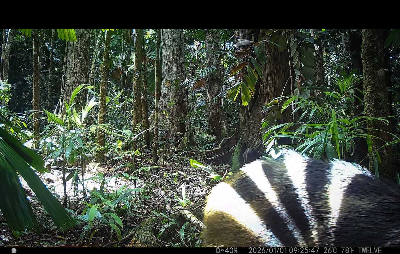 Daintree Rainforest