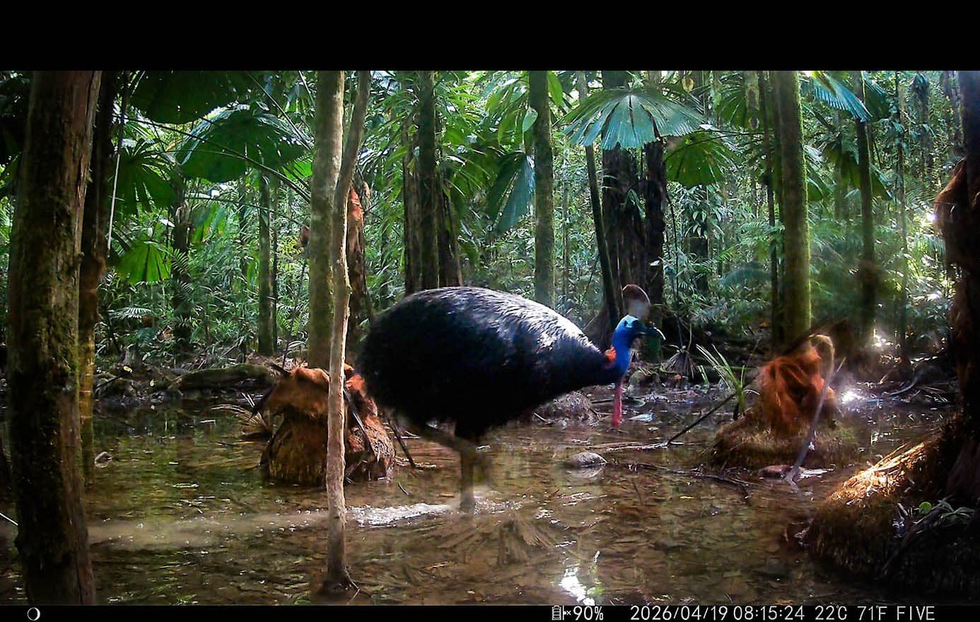 Daintree Rainforest