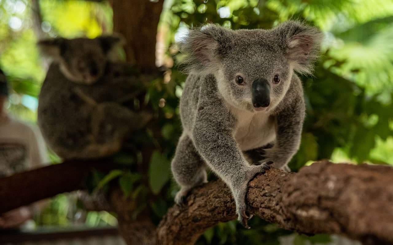 Kuranda Koala Gardens