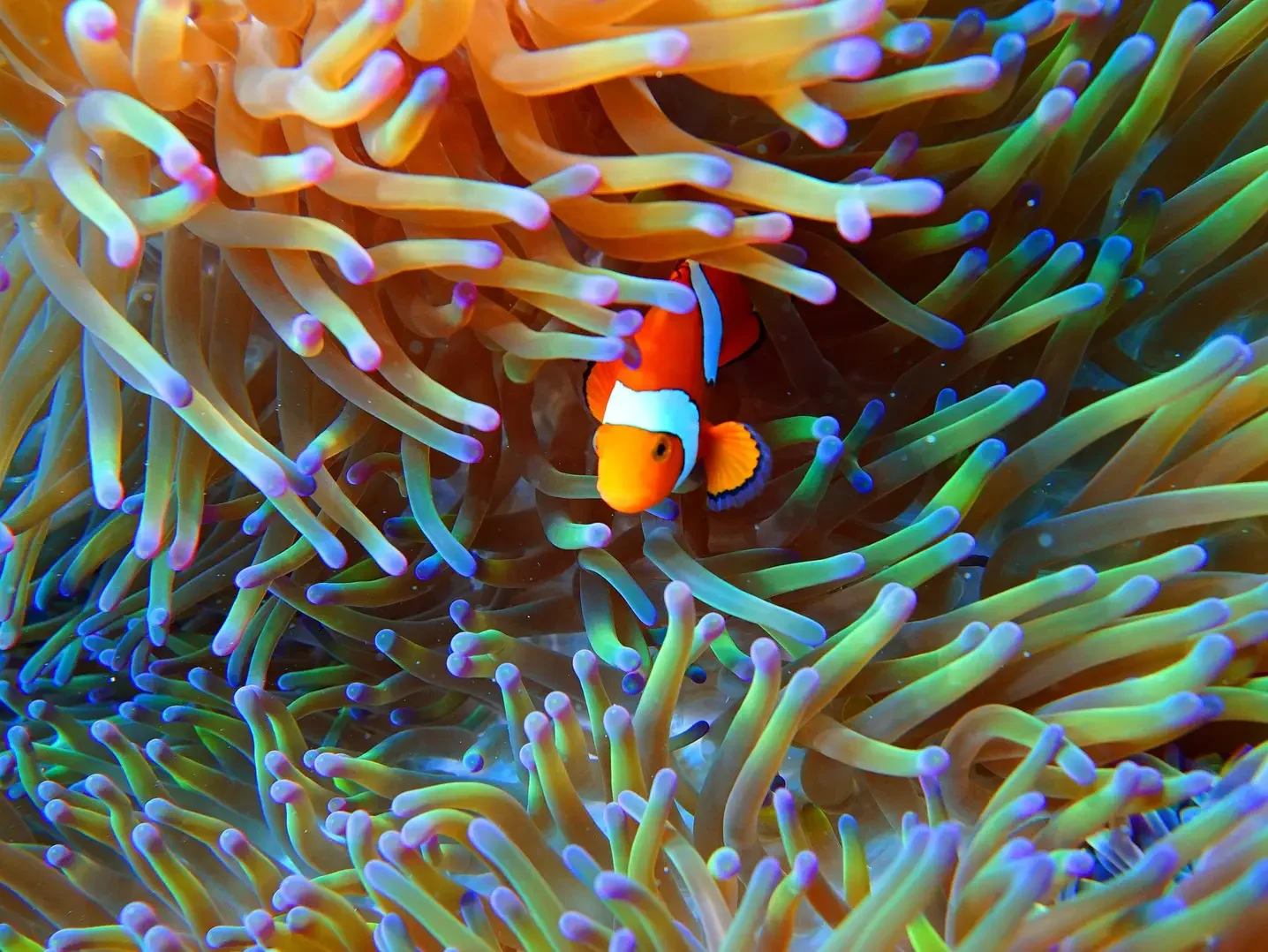 Silverswift Dive and Snorkel Adventures